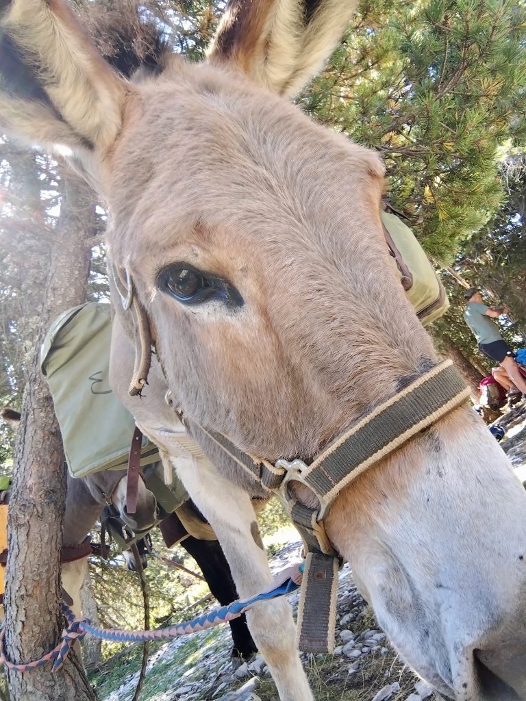 randonnee_ane_vercors_anevoyageur2