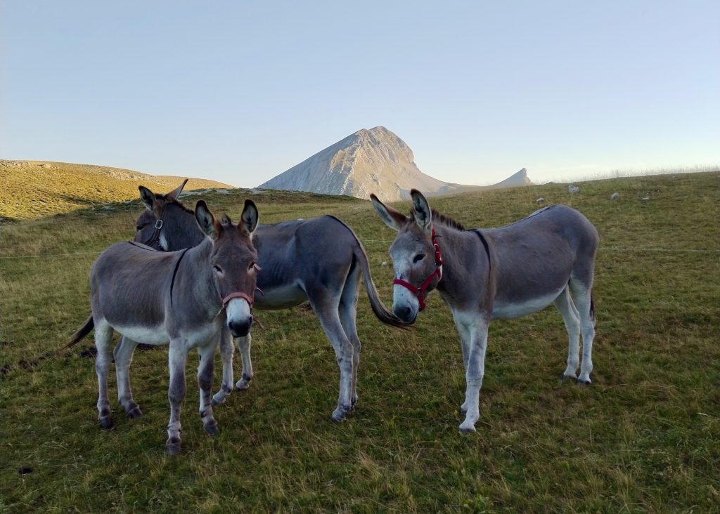 randonnee_ane_vercors_anevoyageur22