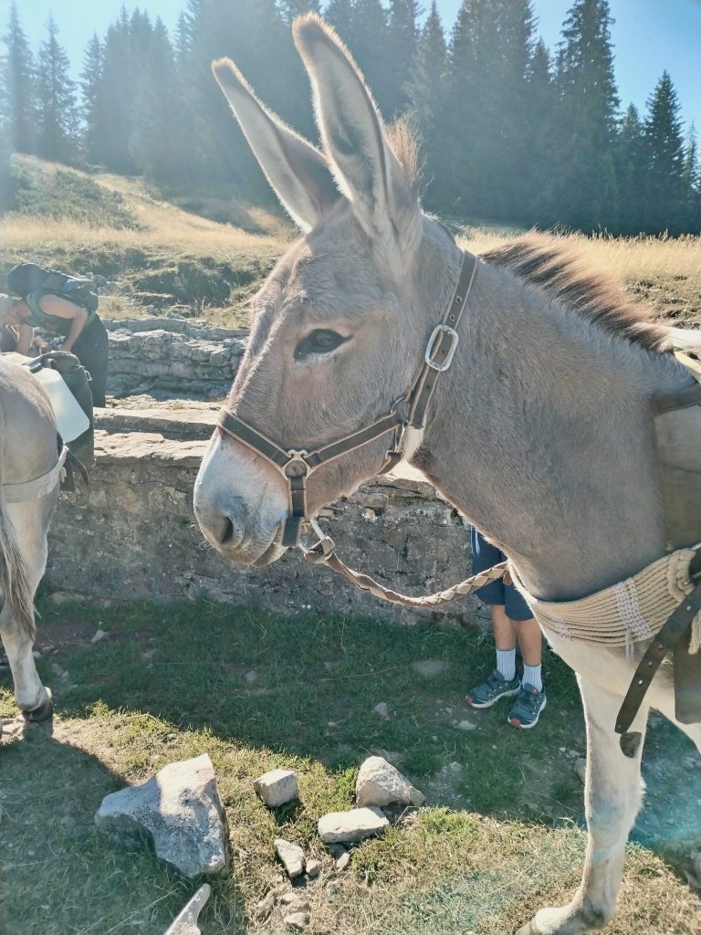 randonnee_ane_vercors_anevoyageur4